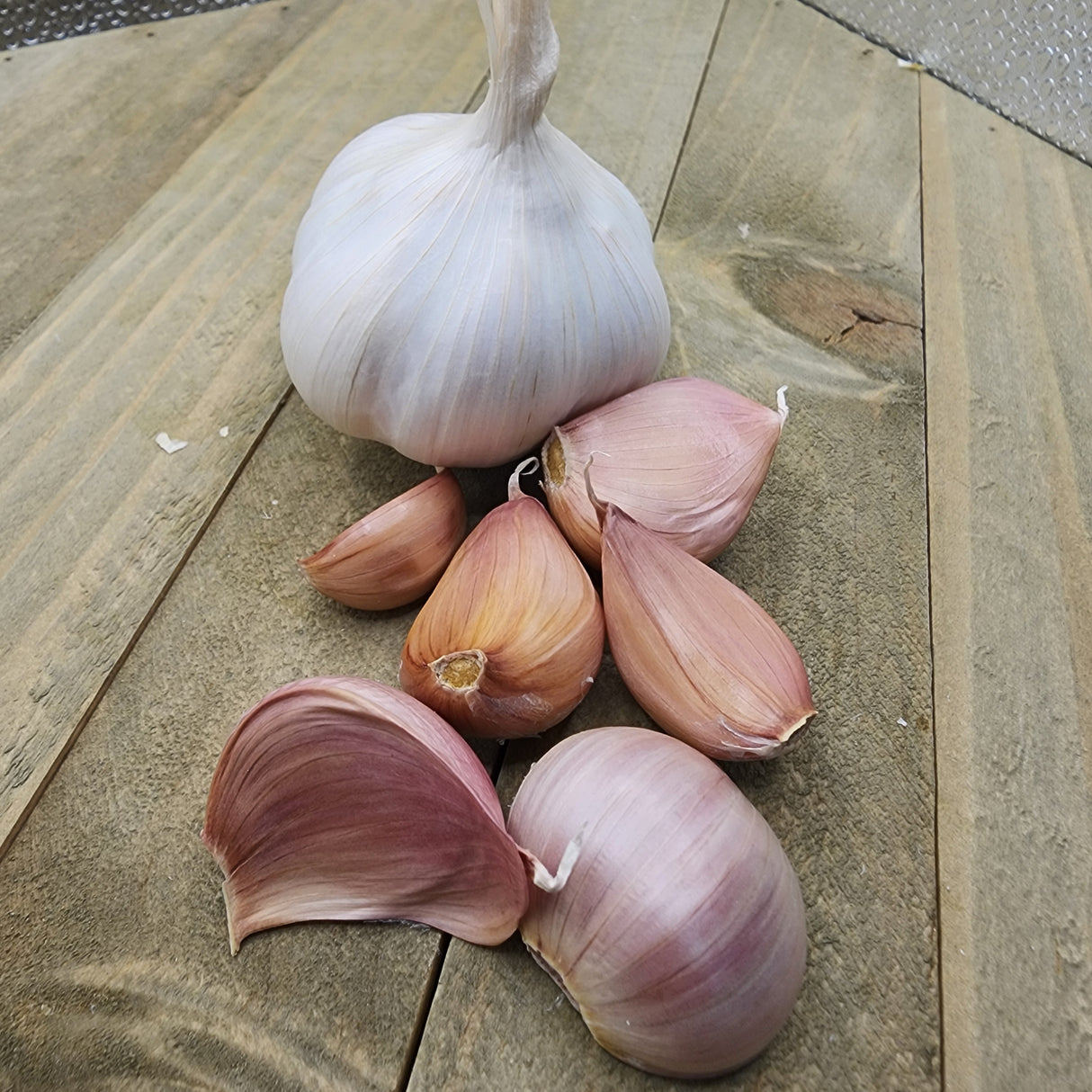 Garlic - (Soft Neck) Early Purple Italian (Organic)