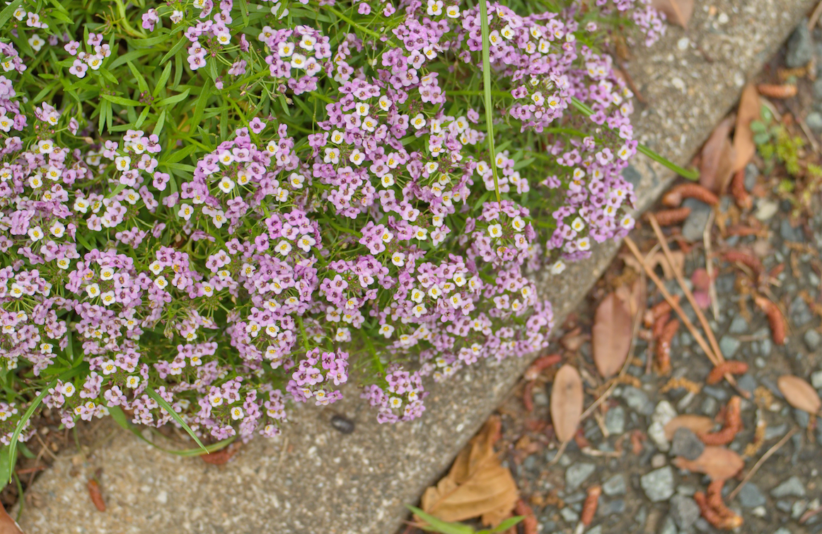 Alyssum, Royal Carpet Flower seeds - SeedsNow.com - Alyssum