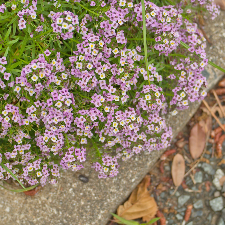 Alyssum, Royal Carpet Flower seeds - SeedsNow.com - Alyssum