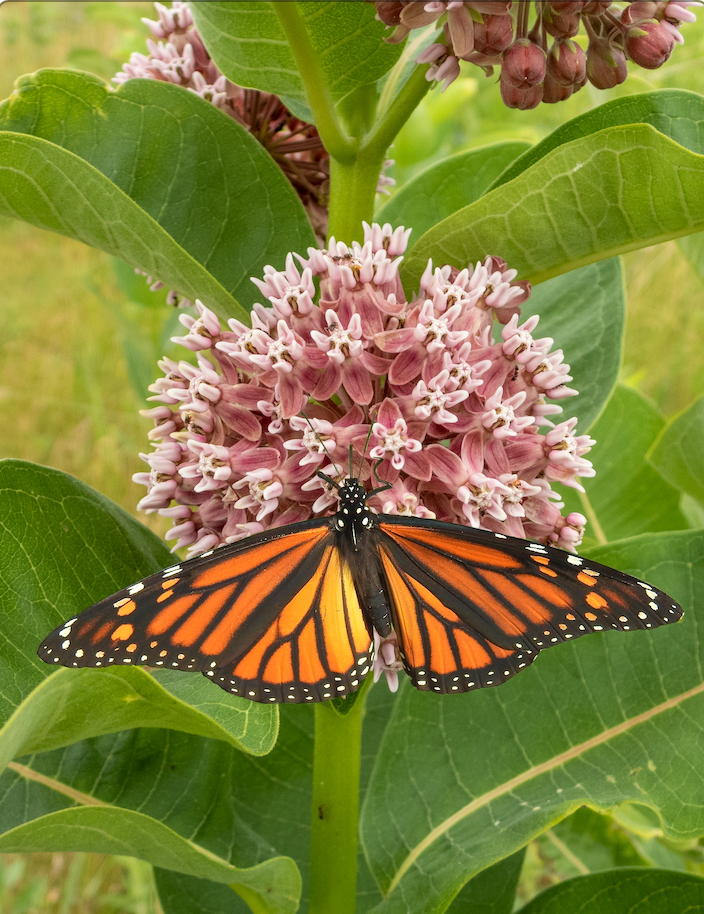Milkweed, Common Flowers (Copy) - SeedsNow.com - All Milkweed Seeds