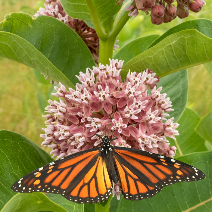 Milkweed, Common Flowers (Copy) - SeedsNow.com - All Milkweed Seeds