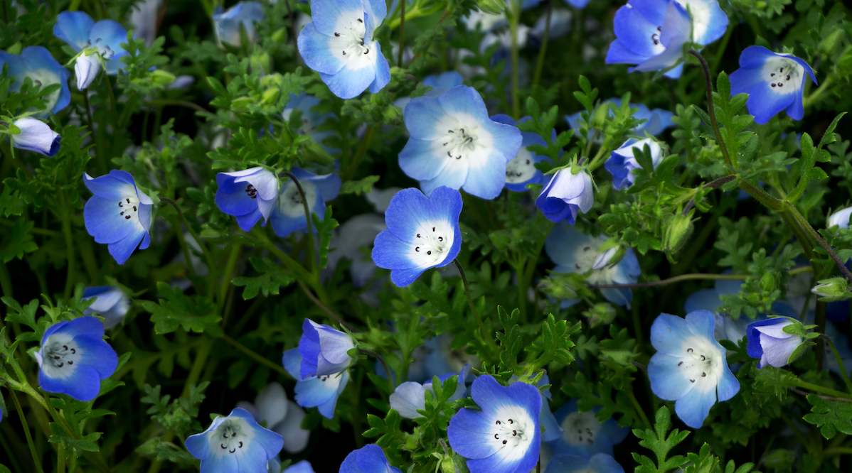 Baby Blue Eyes Flower seeds - SeedsNow.com - Baby Blue Eyes