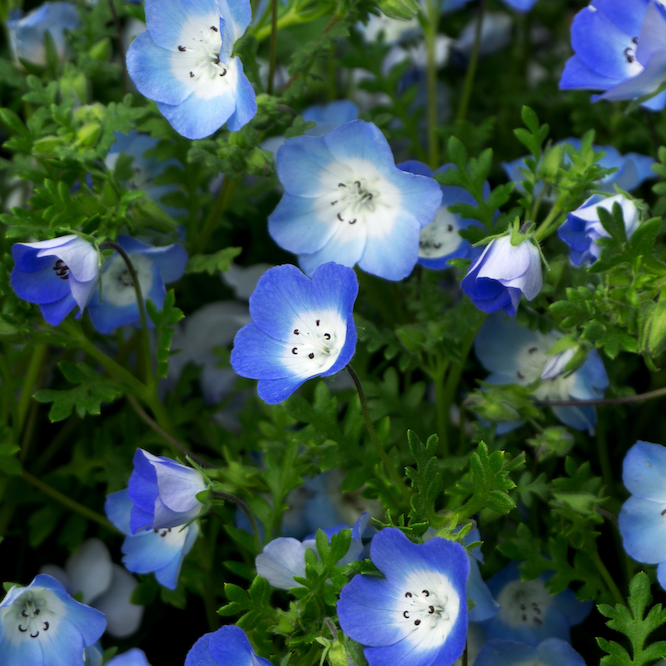 Baby Blue Eyes Flower seeds - SeedsNow.com - Baby Blue Eyes