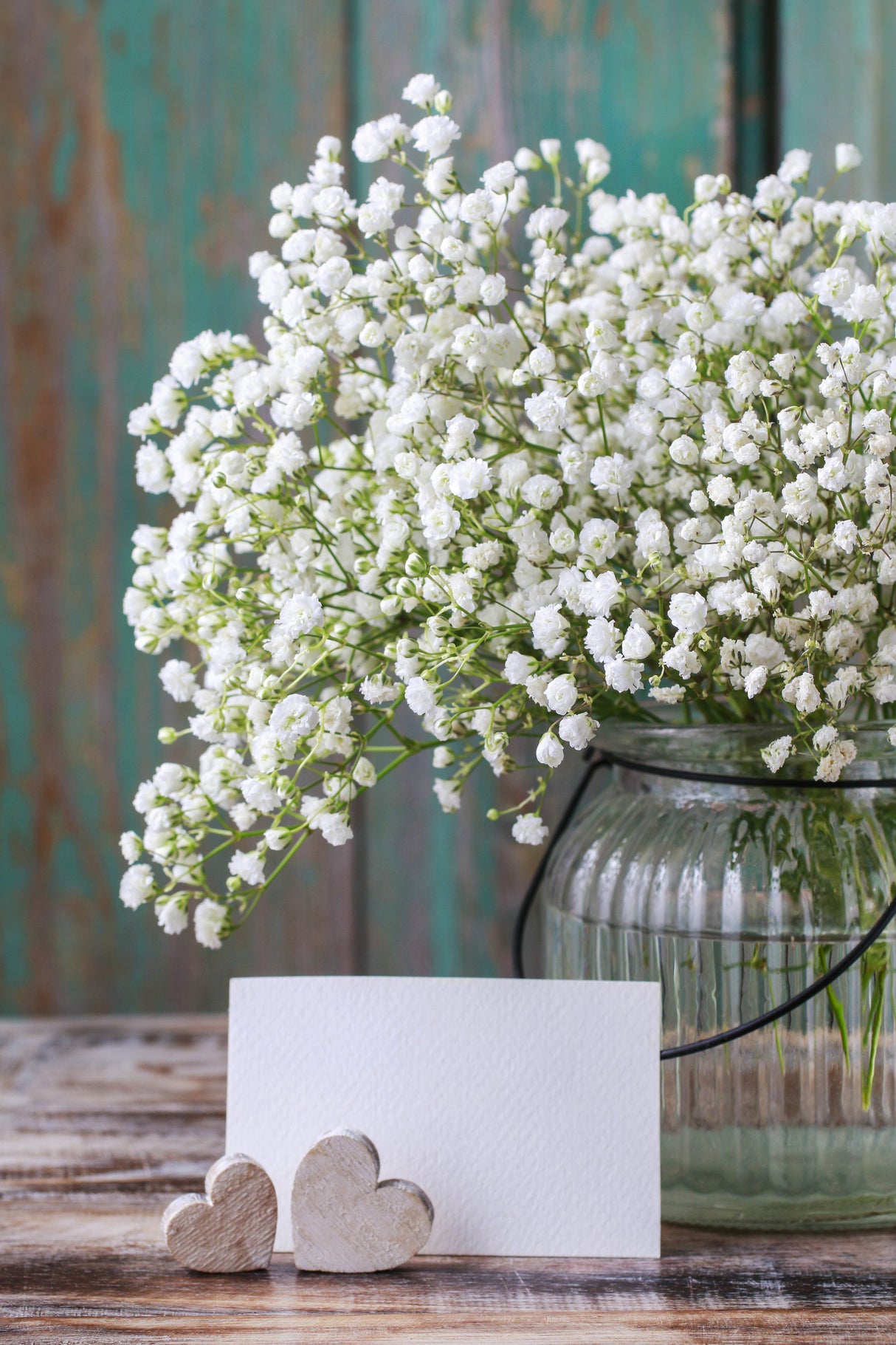 Baby's Breath (Gypsophila) Flower seeds - SeedsNow.com - Baby's Breath