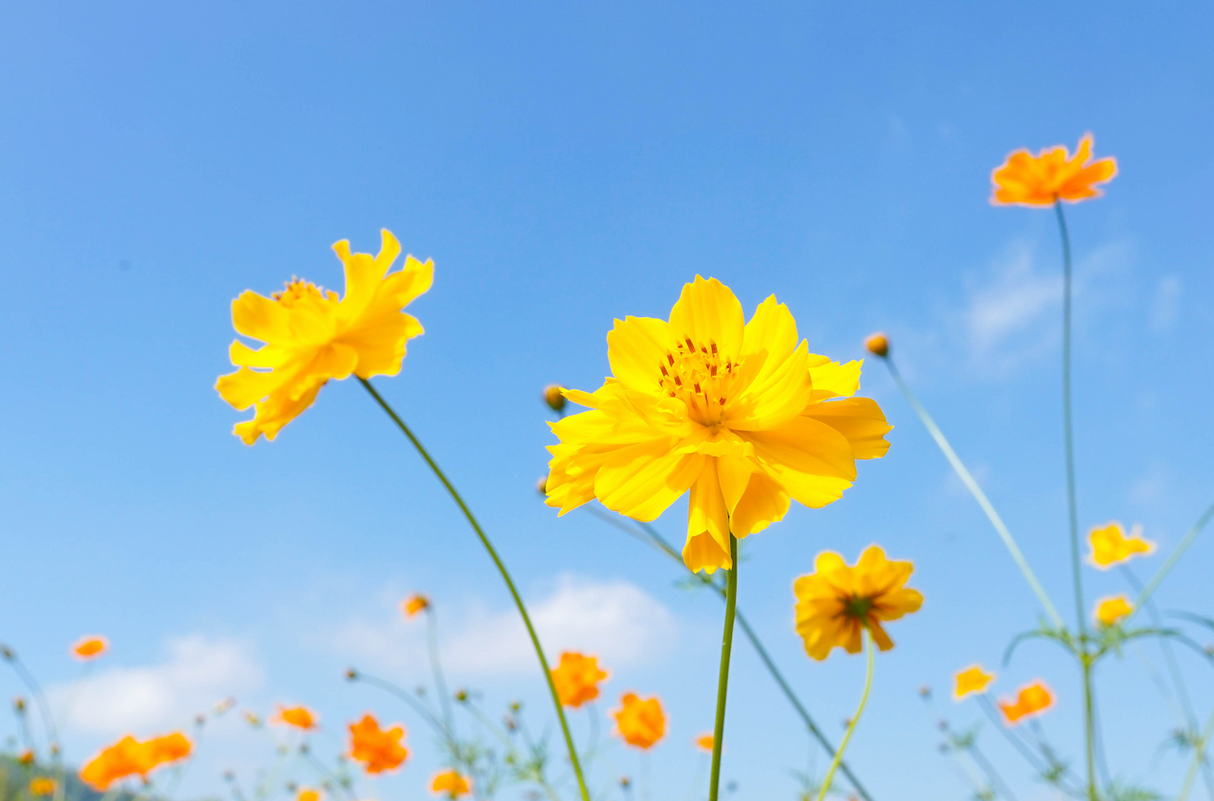 Cosmos, Yellow Sulphur Flower seeds - SeedsNow.com - Cosmos