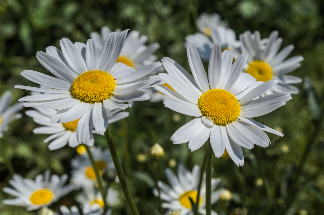 Daisy, Ox-Eye Flower seeds - SeedsNow.com - Daisy