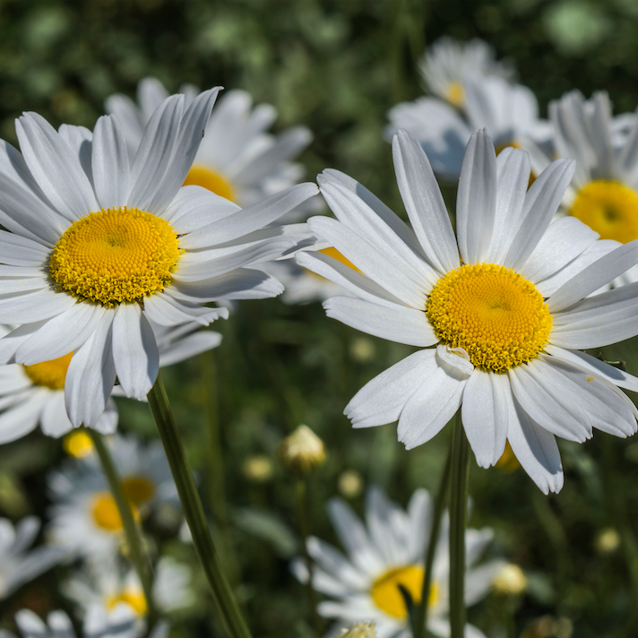 Daisy, Ox-Eye Flower seeds - SeedsNow.com - Daisy