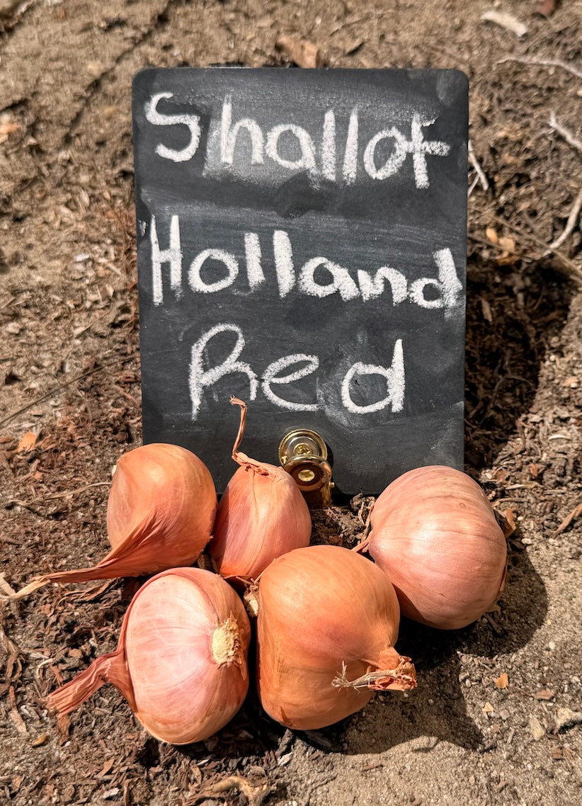 Shallot (sets) - Holland, Red (Organic)