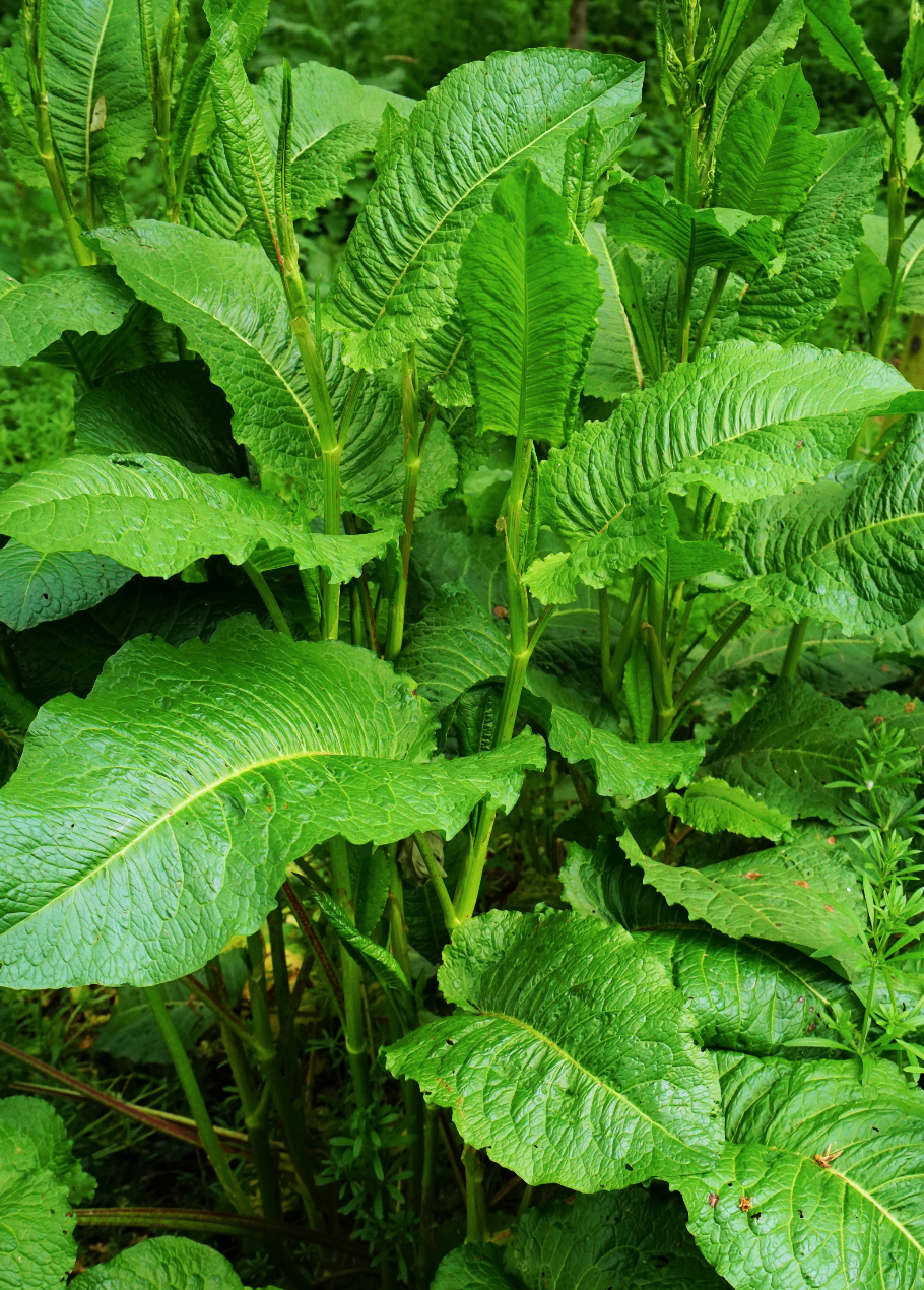 Sorrel - Large leaf seeds - SeedsNow.com - Sorrel