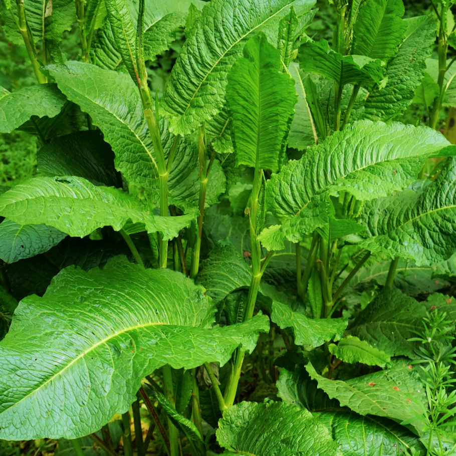 Sorrel - Large leaf seeds - SeedsNow.com - Sorrel