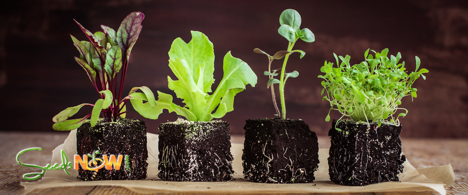 Organic PODS seed starting soil pods for seedlings, showing compact soil-filled pods in a tray ready for planting.