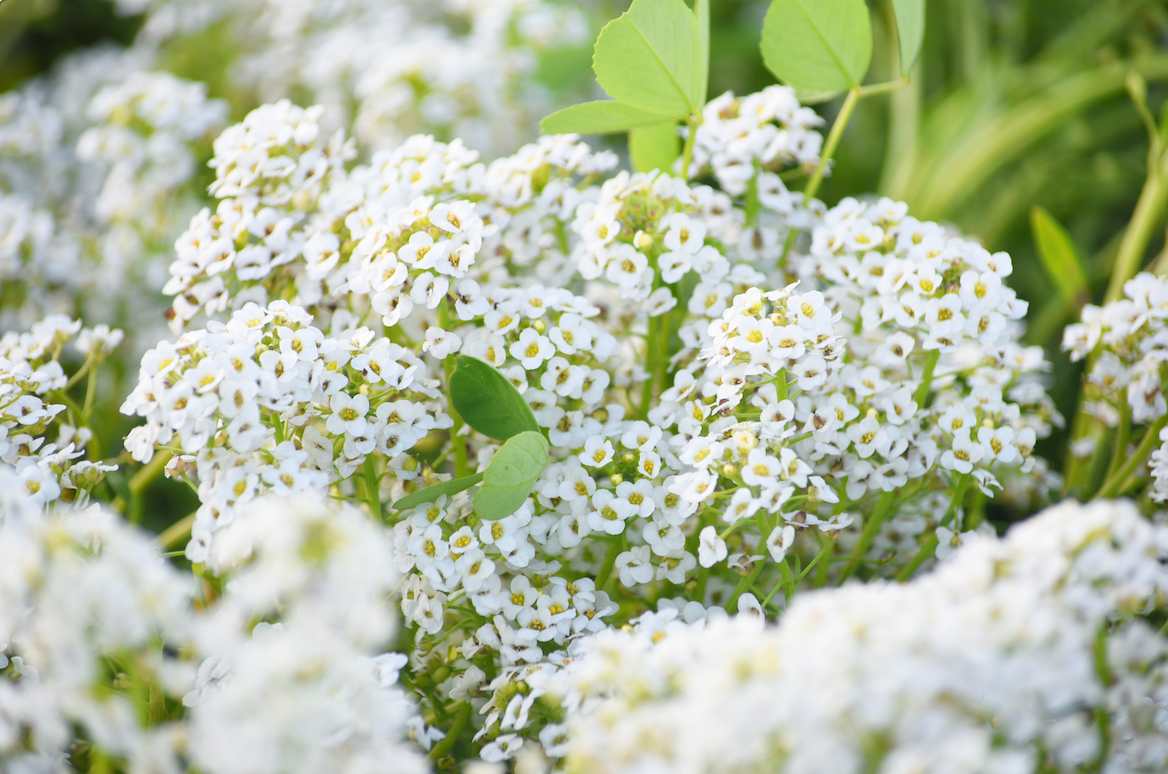 Alyssum, Carpet of Snow (Sweet Alyssum) Flower seeds - SeedsNow.com - Alyssum
