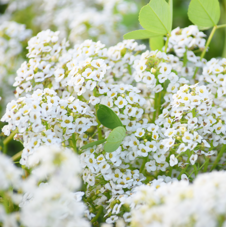 Alyssum, Carpet of Snow (Sweet Alyssum) Flower seeds - SeedsNow.com - Alyssum