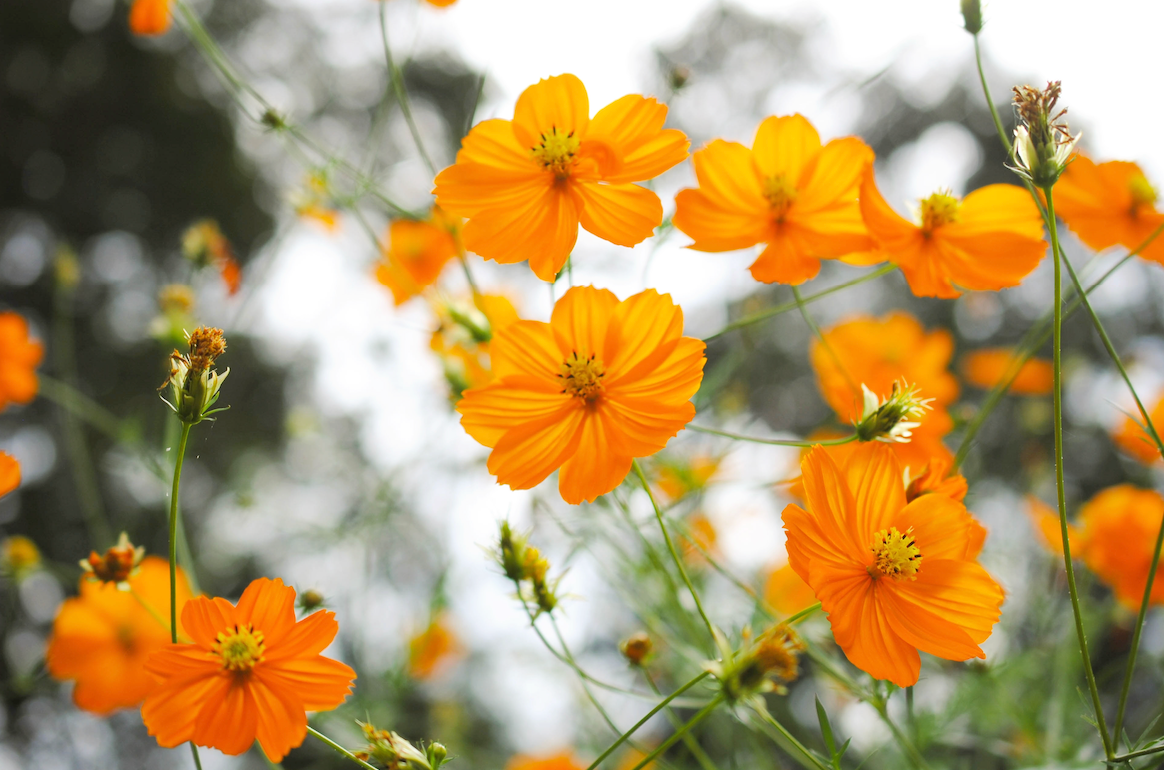 Cosmos, Orange Sulphur Flower seeds - SeedsNow.com - Cosmos