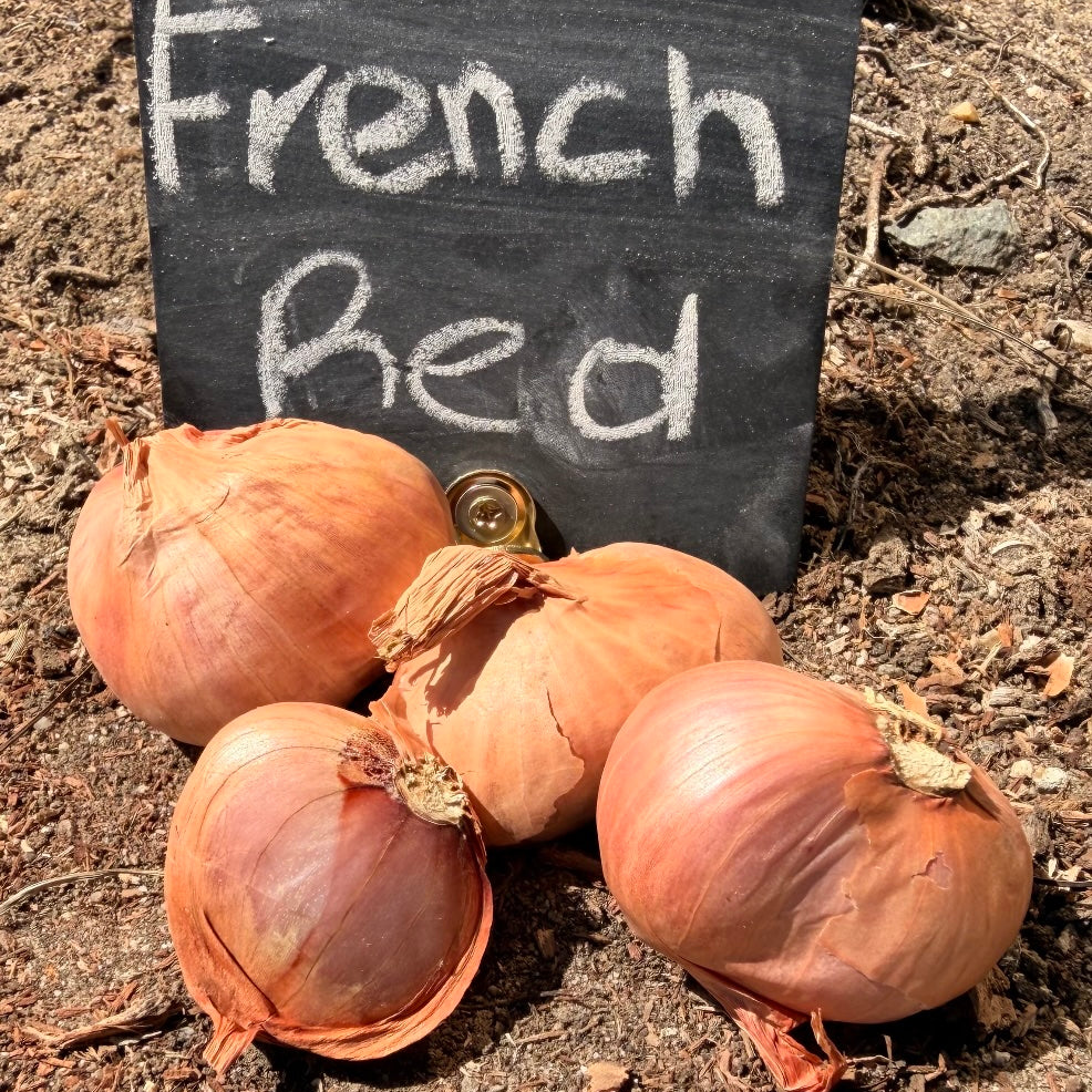 Order French, Red Shallot sets from USA. Organic, easy to peel, storing well, and perfect for fall planting, these shallots have a pungent flavor and creamy inside!