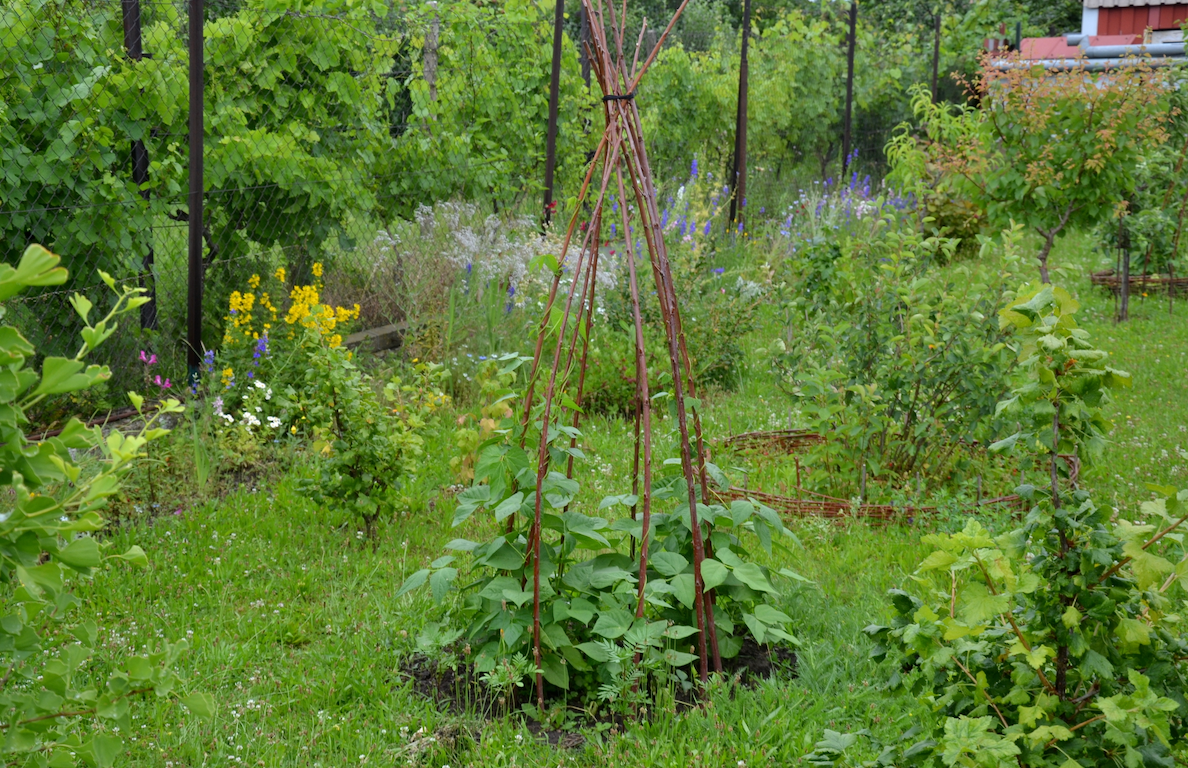 All-in-One Vine Teepee Variety Pack - SeedsNow.com - *Variety Packs