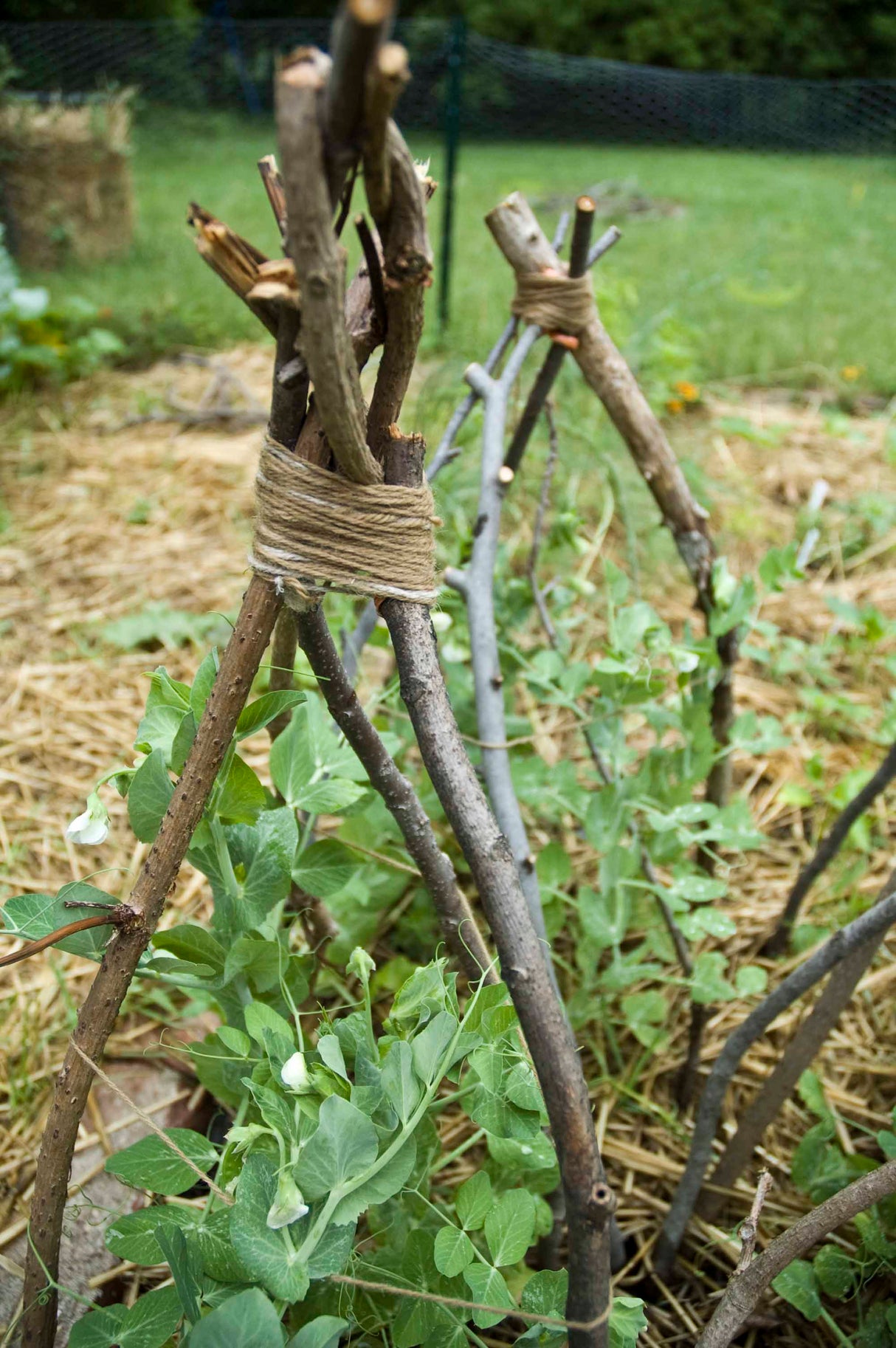 All-in-One Vine Teepee Variety Pack - SeedsNow.com - *Variety Packs