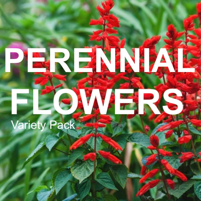 All-in-One Perennial Flower Garden Variety Pack - SeedsNow.com - *Variety Packs