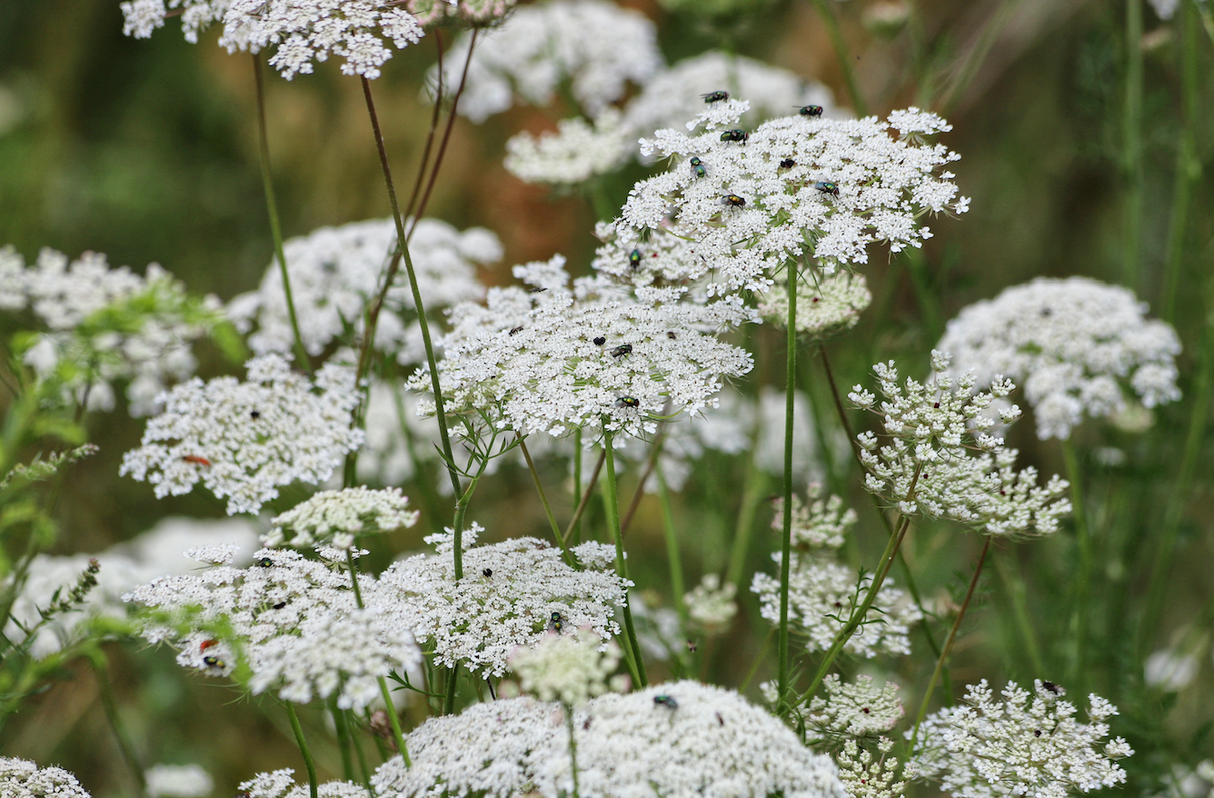 Queen Anne's Lace Flower seeds - SeedsNow.com - Queen Anne's Lace