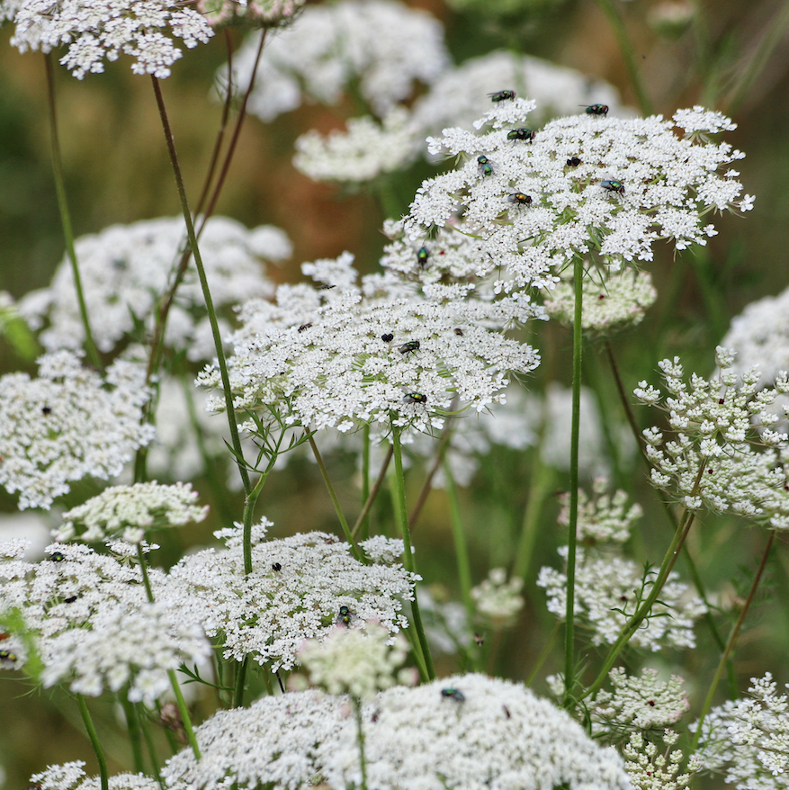 Queen Anne's Lace Flower seeds - SeedsNow.com - Queen Anne's Lace