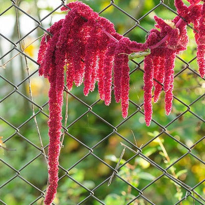 Amaranth - Red Garnet seeds - SeedsNow.com - Amaranth