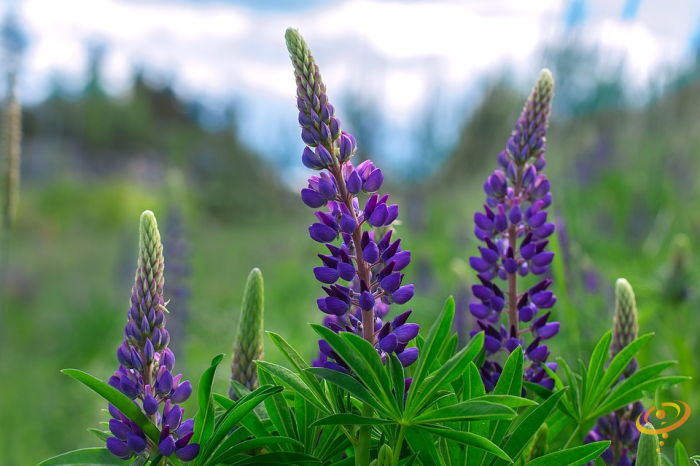 Wildflower mix featuring vibrant purple lupine flowers from SeedsNow, ideal for garden planting and wildflower landscapes.