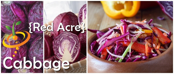Red Acre cabbage seeds from SeedsNow, showing vibrant red cabbage seeds in a clear container.