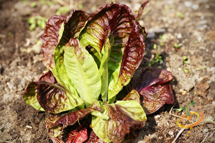 Fresh Romaine lettuce with red seeds, grown by SeedsNow, showing vibrant green leaves and red-tinted seed heads.