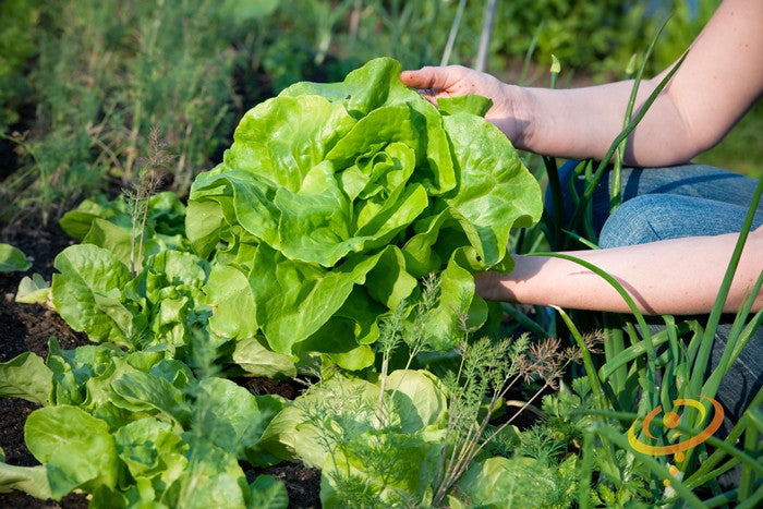 Fresh green lettuce grown from SeedsNow All Year Round seeds, showcasing vibrant leaves ideal for salads and healthy meals.