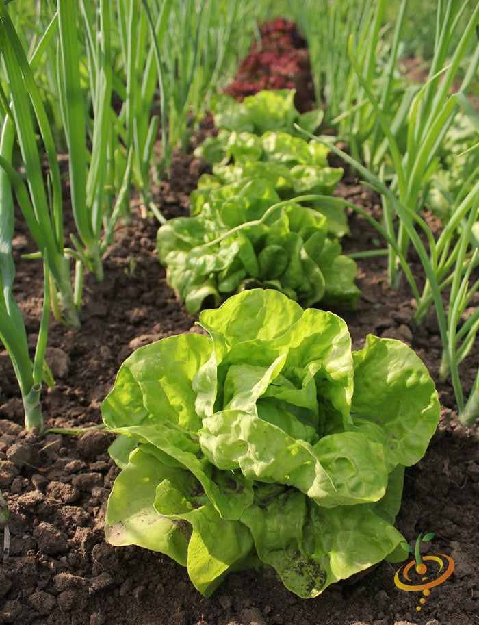 Fresh green lettuce leaves from SeedsNow all year round lettuce seeds, ready for planting in a garden or container.