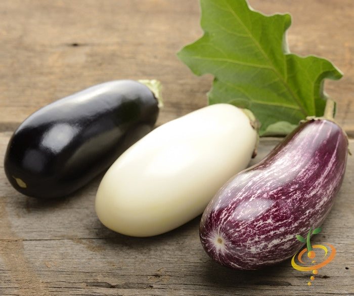Fresh eggplant (aubergine) from SeedsNow, showing glossy purple fruit on a plant with green leaves.