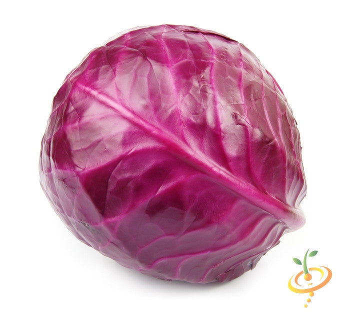 Red Acre cabbage seeds from SeedsNow, showing vibrant red cabbage head and seeds on a neutral background.