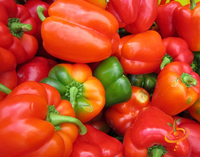 California Wonder sweet pepper plant with green and red peppers on healthy stems, grown from SeedsNow seeds.