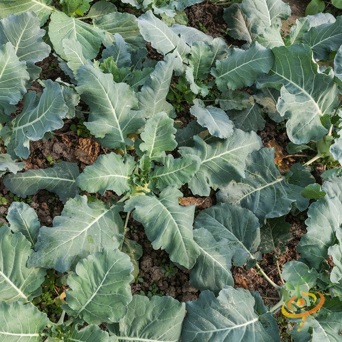 Kohlrabi Delicatesse with blue seeds, fresh vegetable from SeedsNow, showing a green bulb and leafy top.