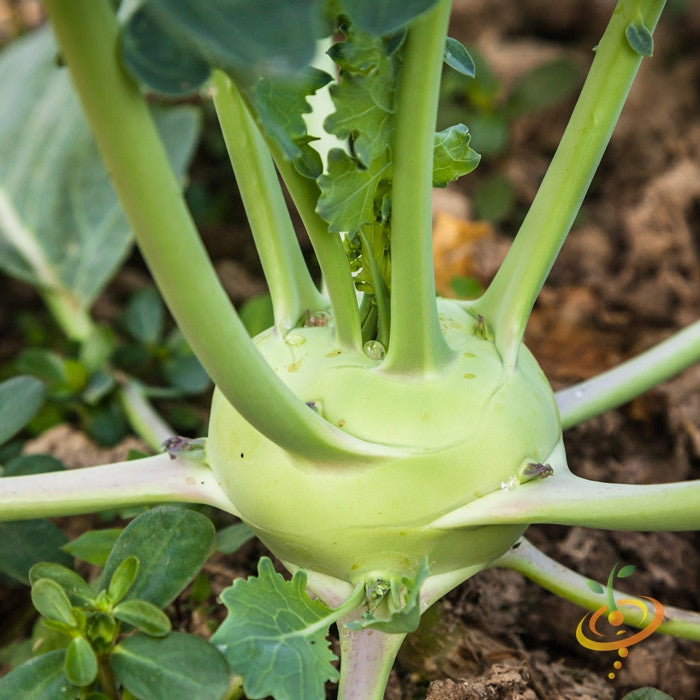 Kohlrabi Delicatesse with blue SeedsNow brand seeds, fresh vegetable with round, bulbous shape and leafy green tops.