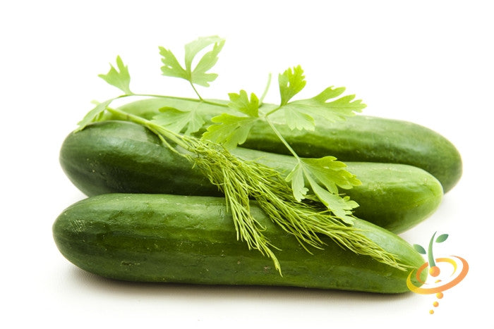 Cucumber plant with straight 8 seeds from SeedsNow, showing fresh green cucumbers growing on the vine.