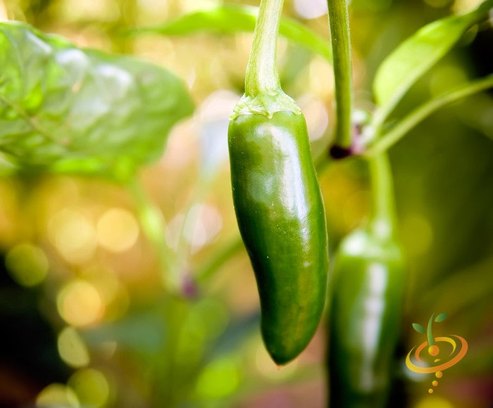 Early green jalapeño hot pepper seeds from SeedsNow, shown in close-up with vibrant green peppers on the plant.