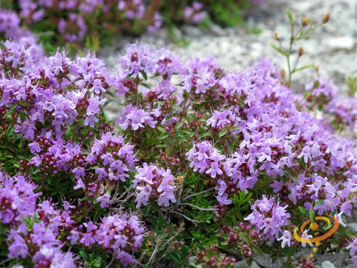 Fresh thyme seeds from SeedsNow, showing small brown seeds ideal for herb gardening and culinary use.