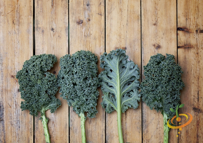 Blue Curled Scotch kale seeds from SeedsNow, showing vibrant blue-green curly kale leaves.