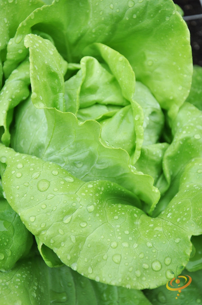Fresh green lettuce leaves from SeedsNow All Year Round lettuce seeds, ideal for home gardening and salads.