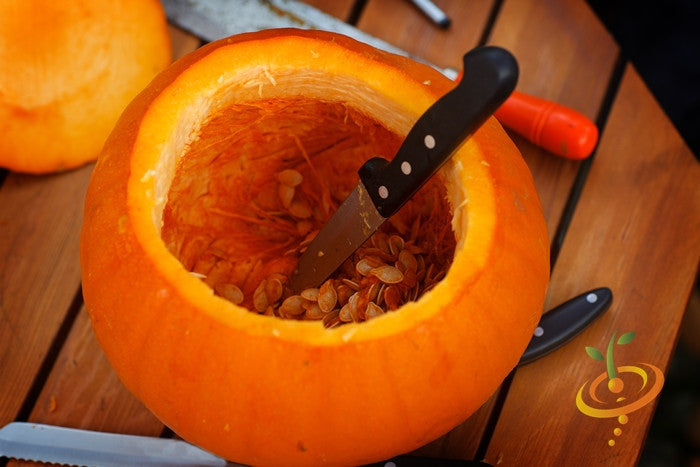 Pumpkin Jack O' Lantern seeds from SeedsNow, showing fresh, plump seeds ideal for carving pumpkins and seasonal decorations.