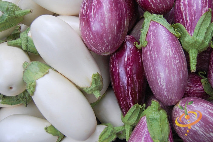Fresh purple eggplant (aubergine) growing on a plant, with green leaves and stems, from Casper Seeds.