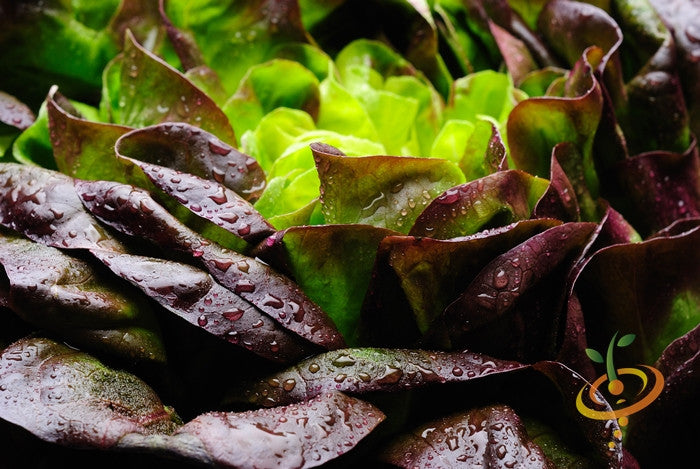 Fresh Romaine lettuce with red seeds from SeedsNow, showing vibrant green leaves and red seed details.