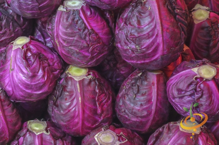 Red Acre cabbage seeds from SeedsNow, showing vibrant red cabbage seeds in a close-up view.