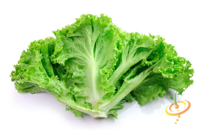 Fresh green lettuce salad bowl with SeedsNow all lettuce seeds, showing healthy, vibrant leafy greens in a natural setting.