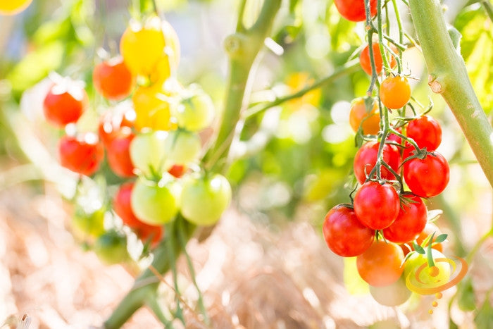 Red cherry tomato seedling, indeterminate variety, from SeedsNow, with vibrant green foliage and developing fruit.