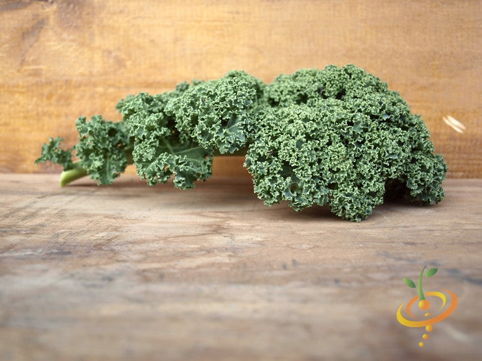 Blue Curled Scotch kale plant from SeedsNow, showing vibrant blue-green curly leaves and healthy growth.