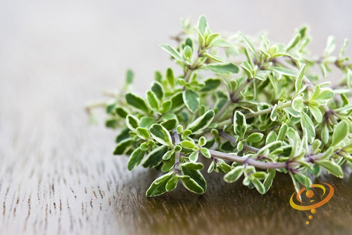 Fresh thyme seeds from SeedsNow, small brown seeds ideal for herb gardening and culinary use.