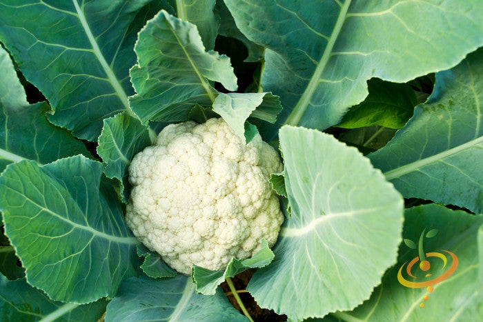 Fresh cauliflower head grown from SeedsNow all-year-round cauliflower seeds, showcasing crisp white florets.