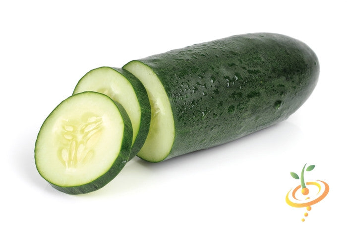 Healthy green cucumber with straight shape from SeedsNow, shown with vibrant skin and fresh appearance.
